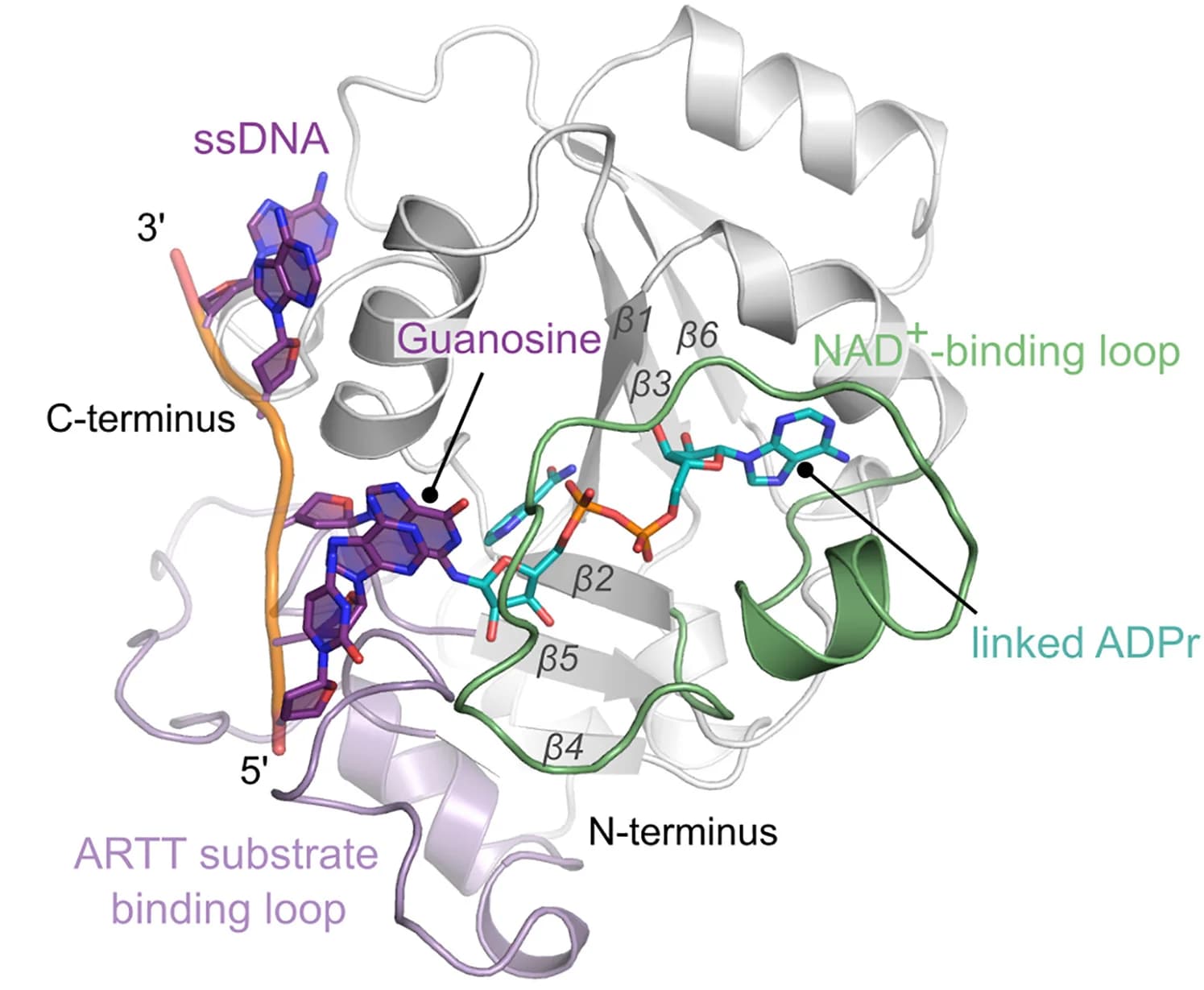 Open access visualization of Protein Structure, Chemical Structure, Co-crystal structure, DarT1, ADPr-DNA