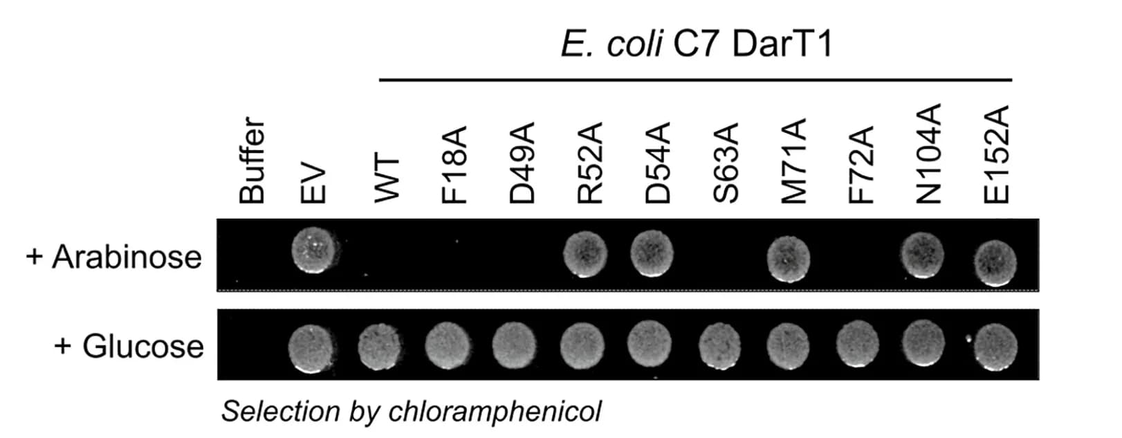 Open access visualization of Gel, Toxicity assay, E. coliBL21, Glucose, Arabinose