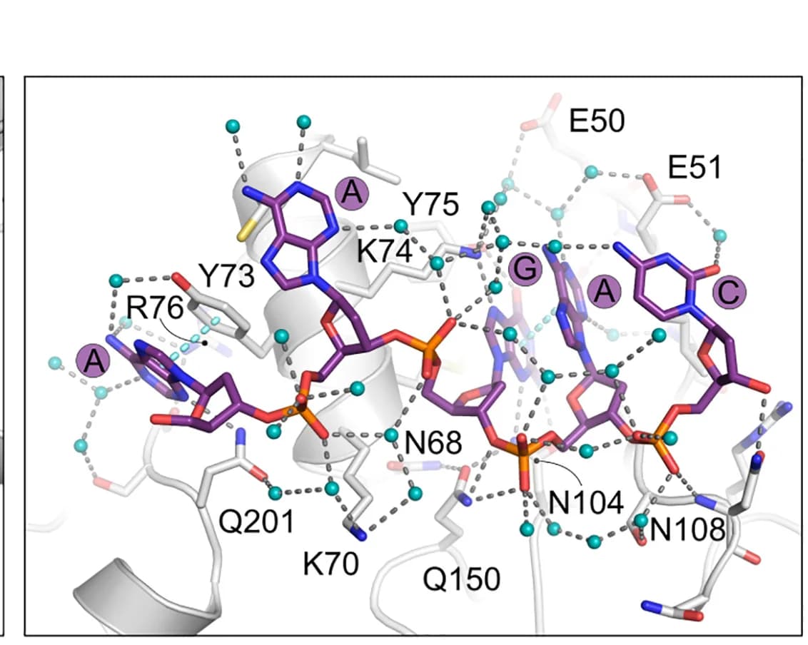 Open access visualization of Protein Structure, Chemical Structure, DNA binding site, DarT1, ADPr-DNA