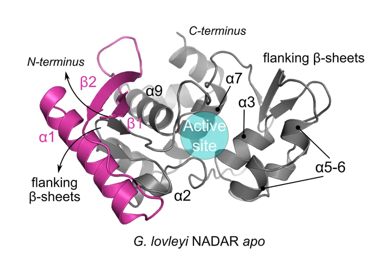 Open access visualization of Protein Structure, Crystal Structure, NADAR, Active Site, Alpha Helix