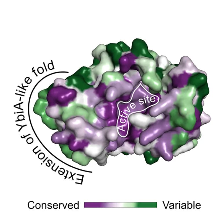 Open access visualization of Protein Structure, Active Site, NADAR, Residue Conservation, ConSurf