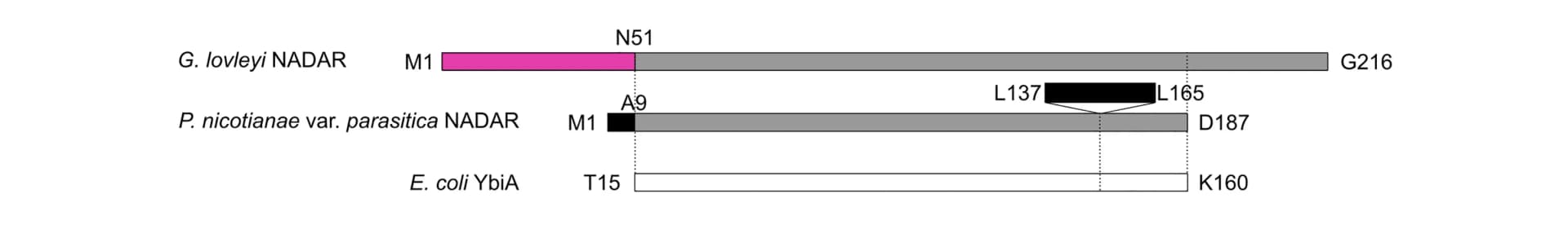 Open access visualization of Illustration, Sequence Schematic, NADAR, E. coli, YbiA-like Fold