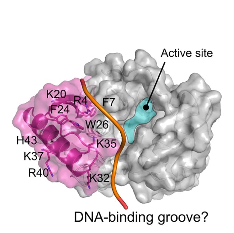 Open access visualization of Protein Structure, Chemical Structure, YbiA-like Fold, Residues, ssDNA Binding