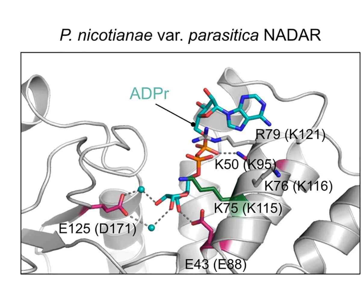 Open access visualization of Protein Structure, Chemical Structure, Active Site, Co-crystal Structure, NADAR