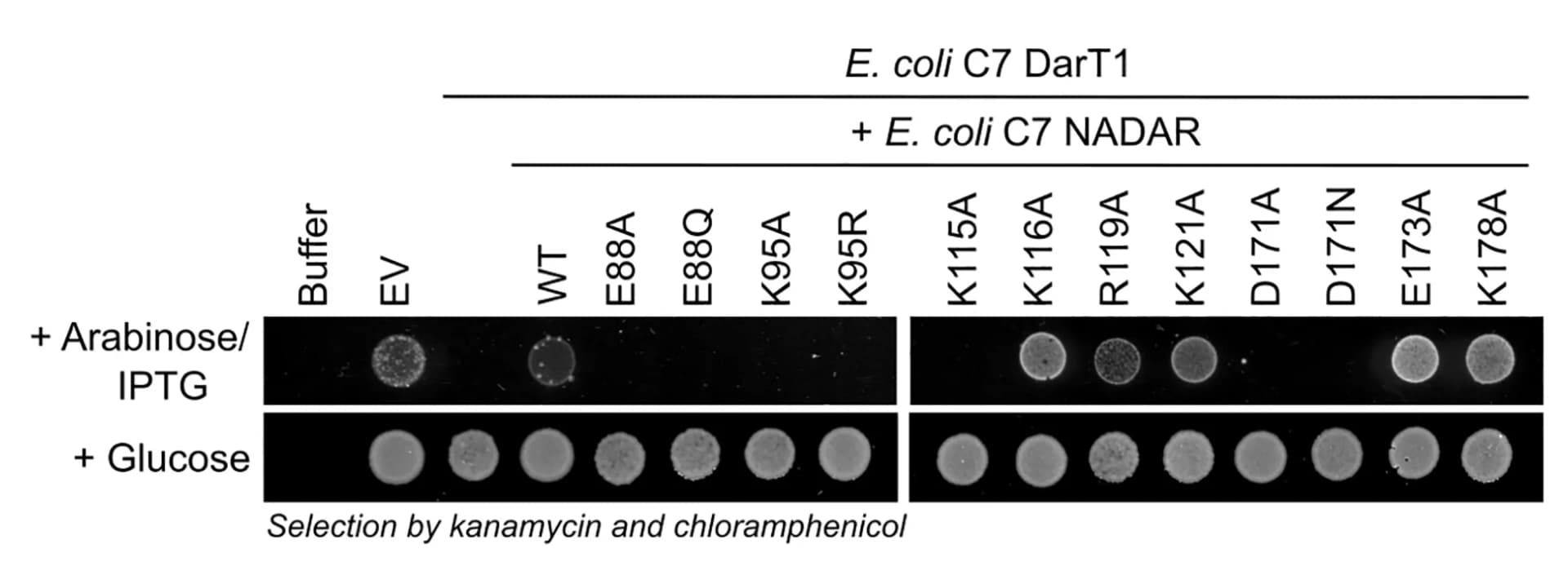 Open access visualization of Photo, Gel, Toxicity Assay, Growth Monitoring, DarT1