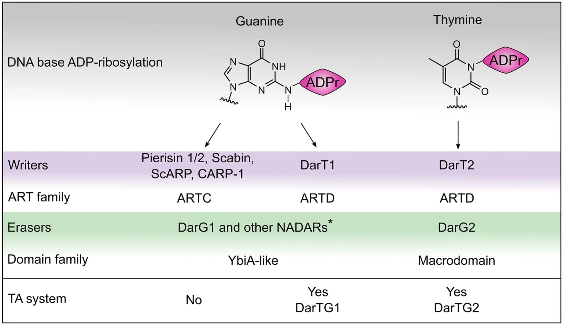 Open access visualization of Chemical Structure, Illustration, Table Image, Pierisin 1/2, Scabin