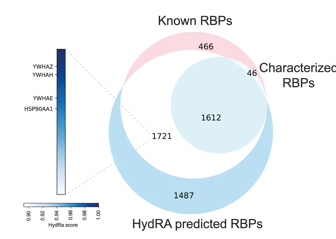 Open access visualization of Venn Diagram, Bar Plot, Known RBPs, HydRA-Predicted RBPs, Characterized RBPs