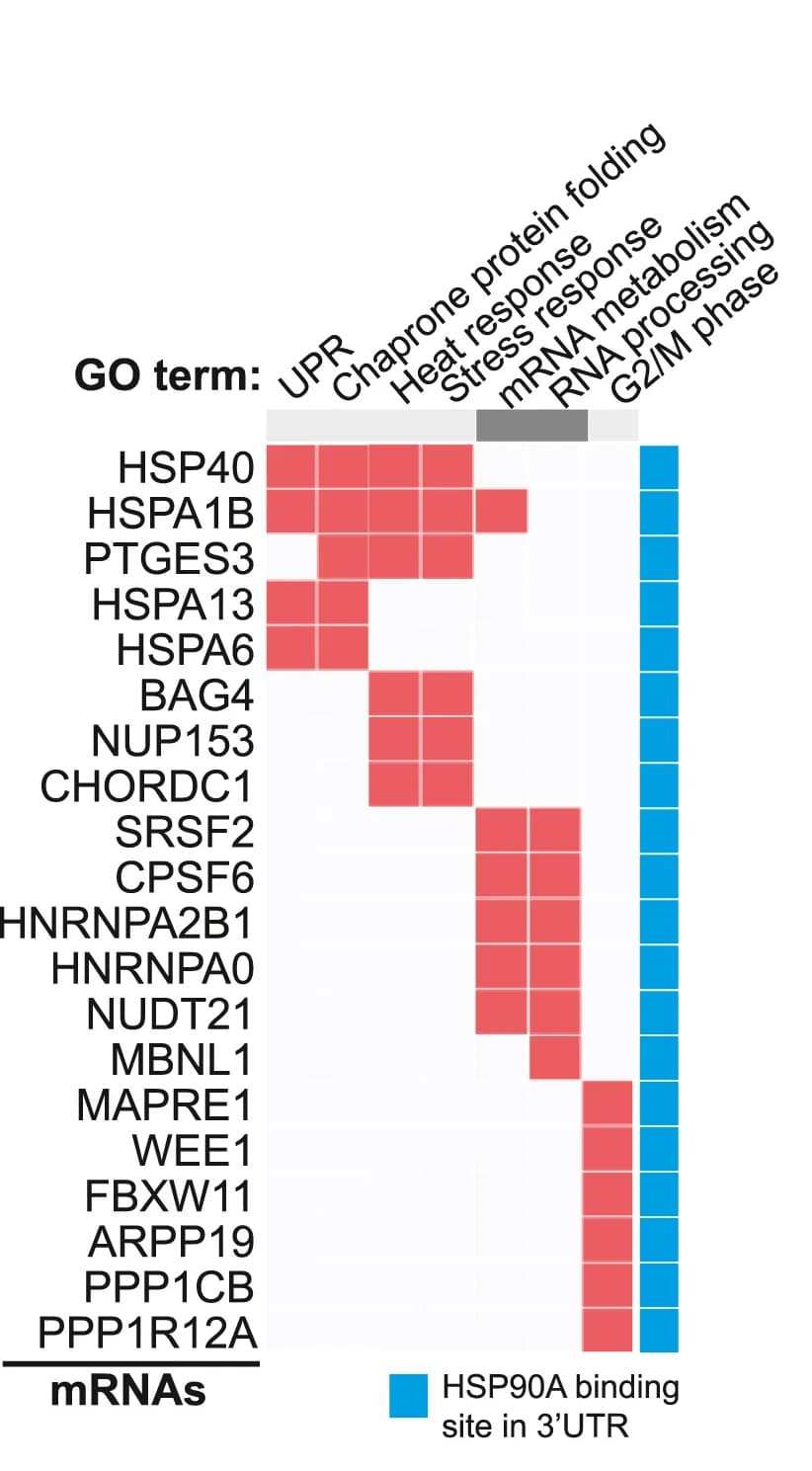 Open access visualization of Heatmap, Gene Ontology, RNA targets, HSP90, mRNA metabolism