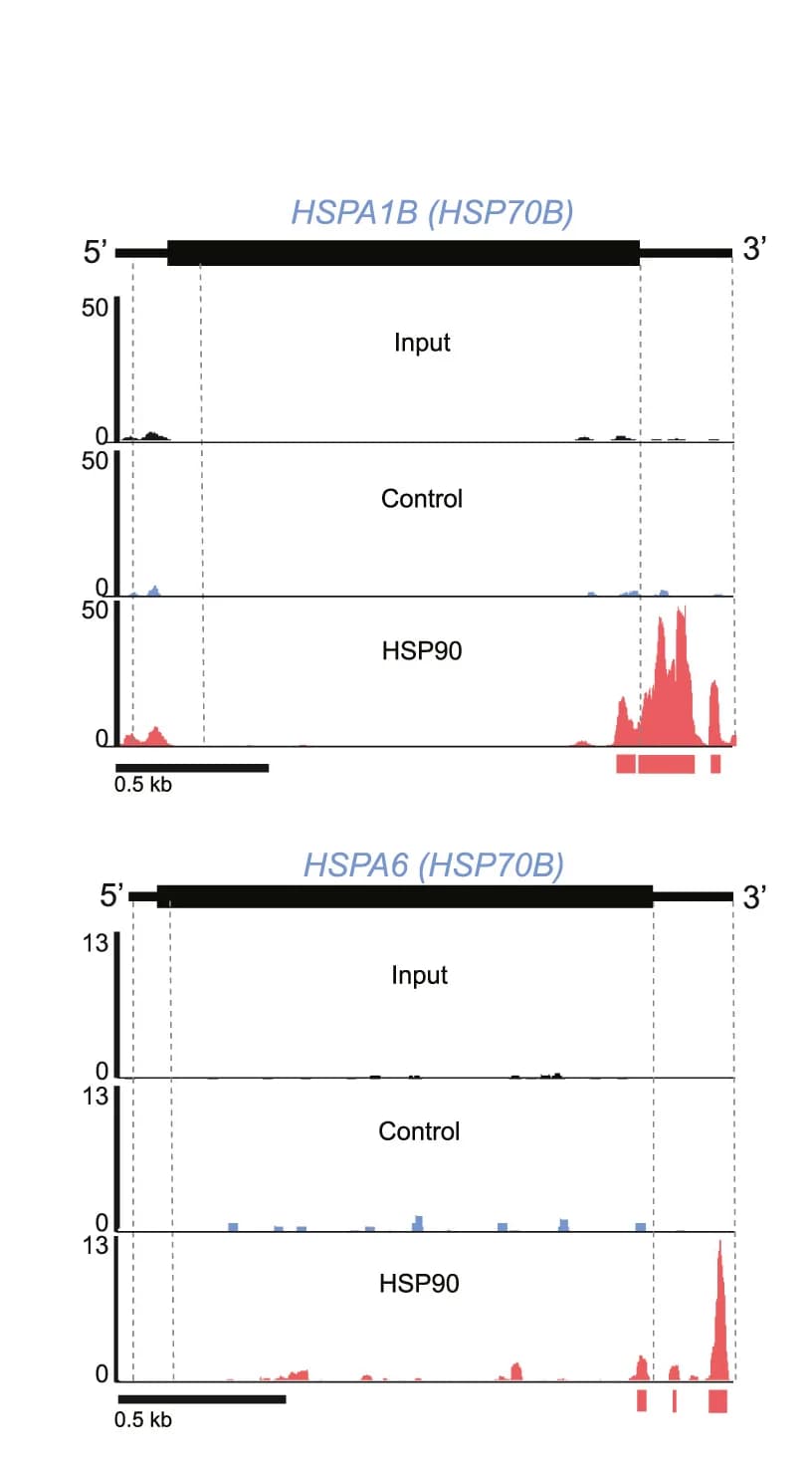 Open access visualization of Line Plot, Bar Plot, Genome Browser, HSPA1B, HSPA6