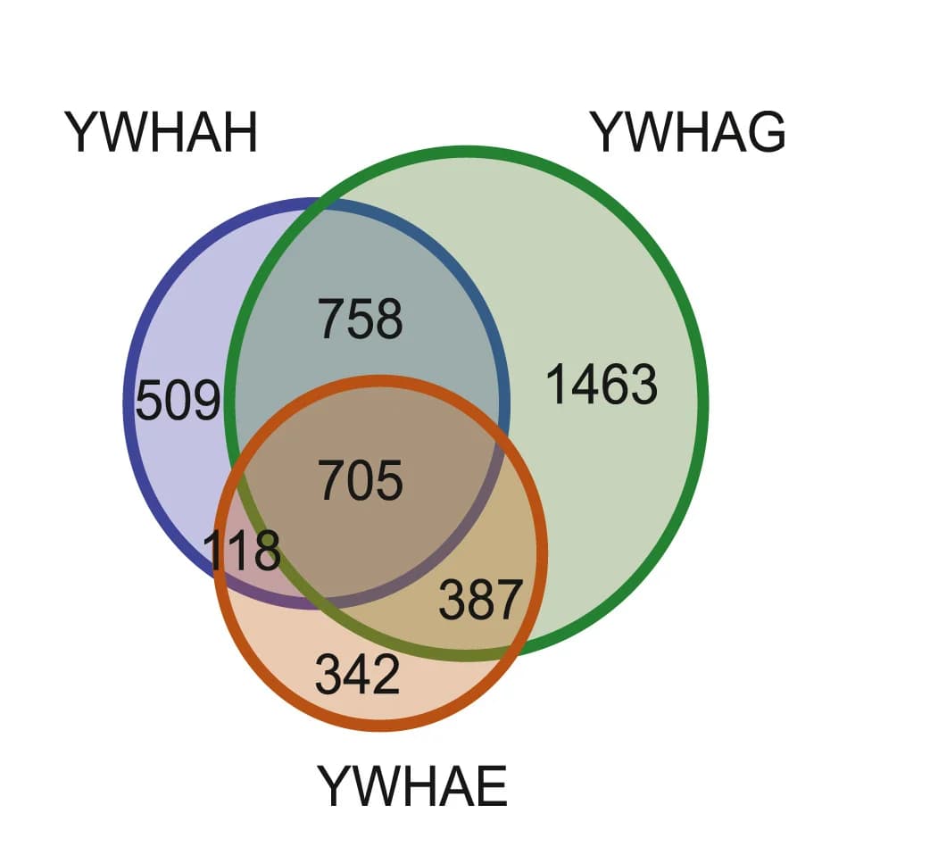 Open access visualization of Venn Diagram, RNA Targets, YWHAG, YWHAH, YWHAE