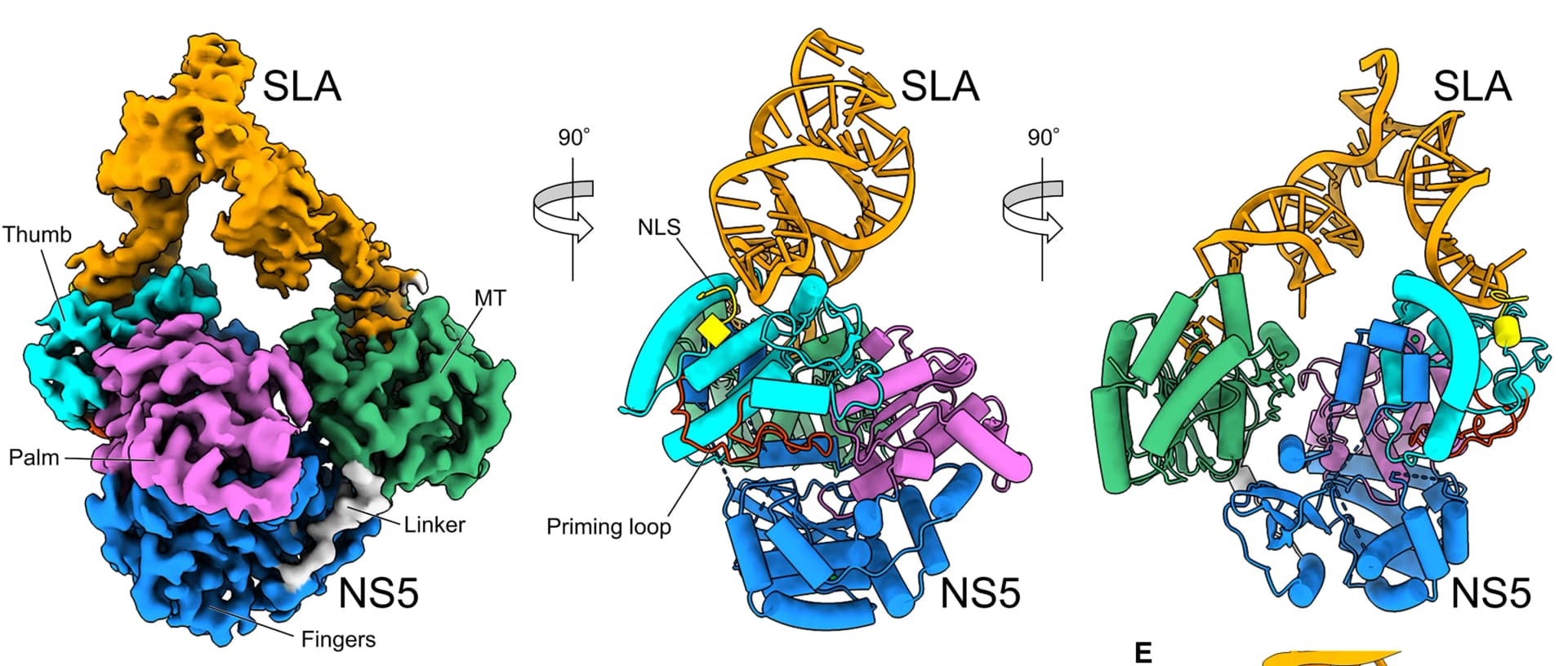 Open access visualization of Protein Structure, Cryo-EM, Ribbon Model, Promoter Complex, SLA
