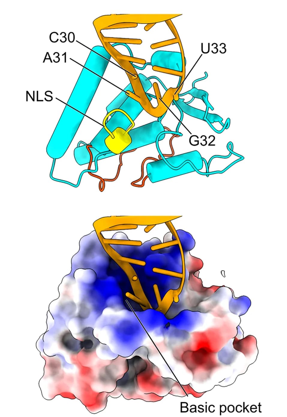 Open access visualization of Protein Structure, 3D Plot, Thumb Pocket, SLA, Electrostatic Surface Model