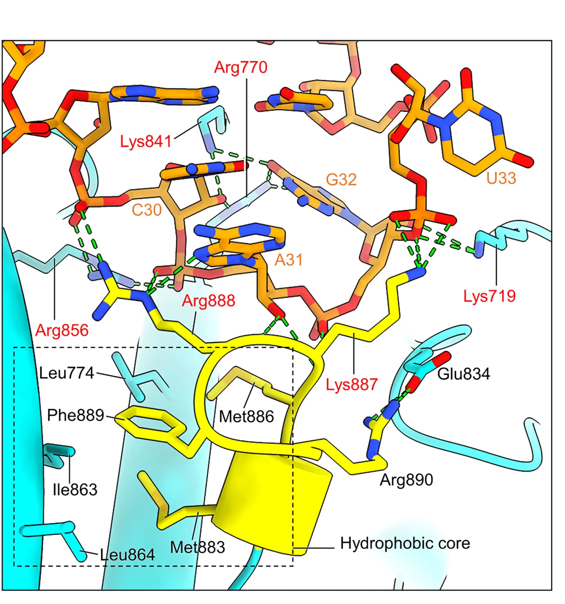 Open access visualization of Protein Structure, Chemical Structure, Thumb Pocket, SLA Top Loop, Residue Interactions
