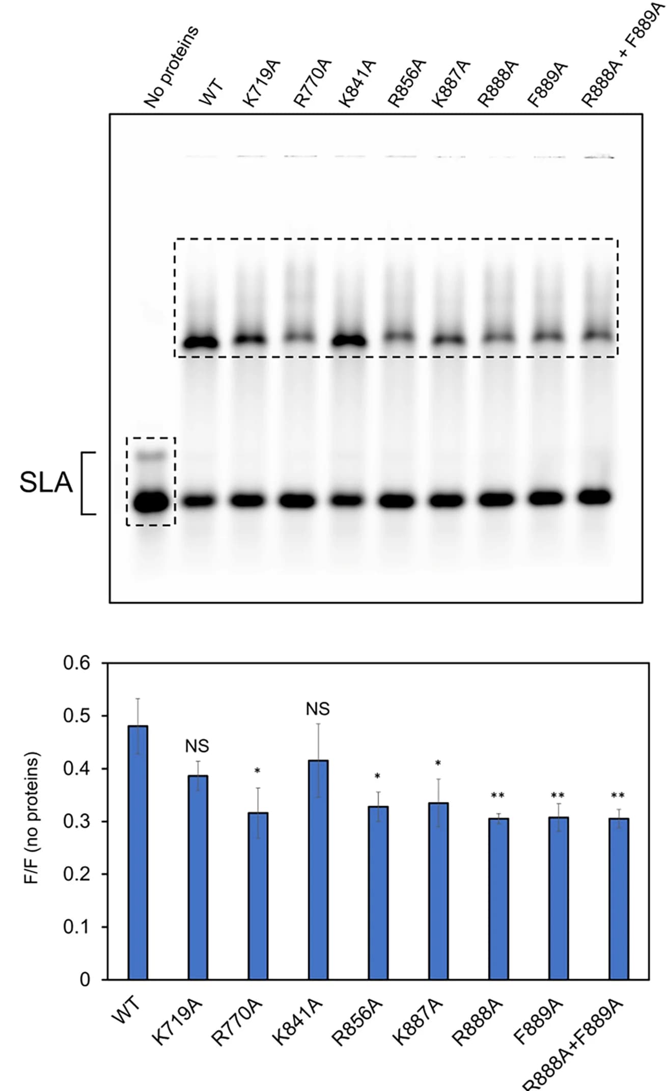 Open access visualization of Bar Plot, Error Bars, Gel, EMSA, SLA