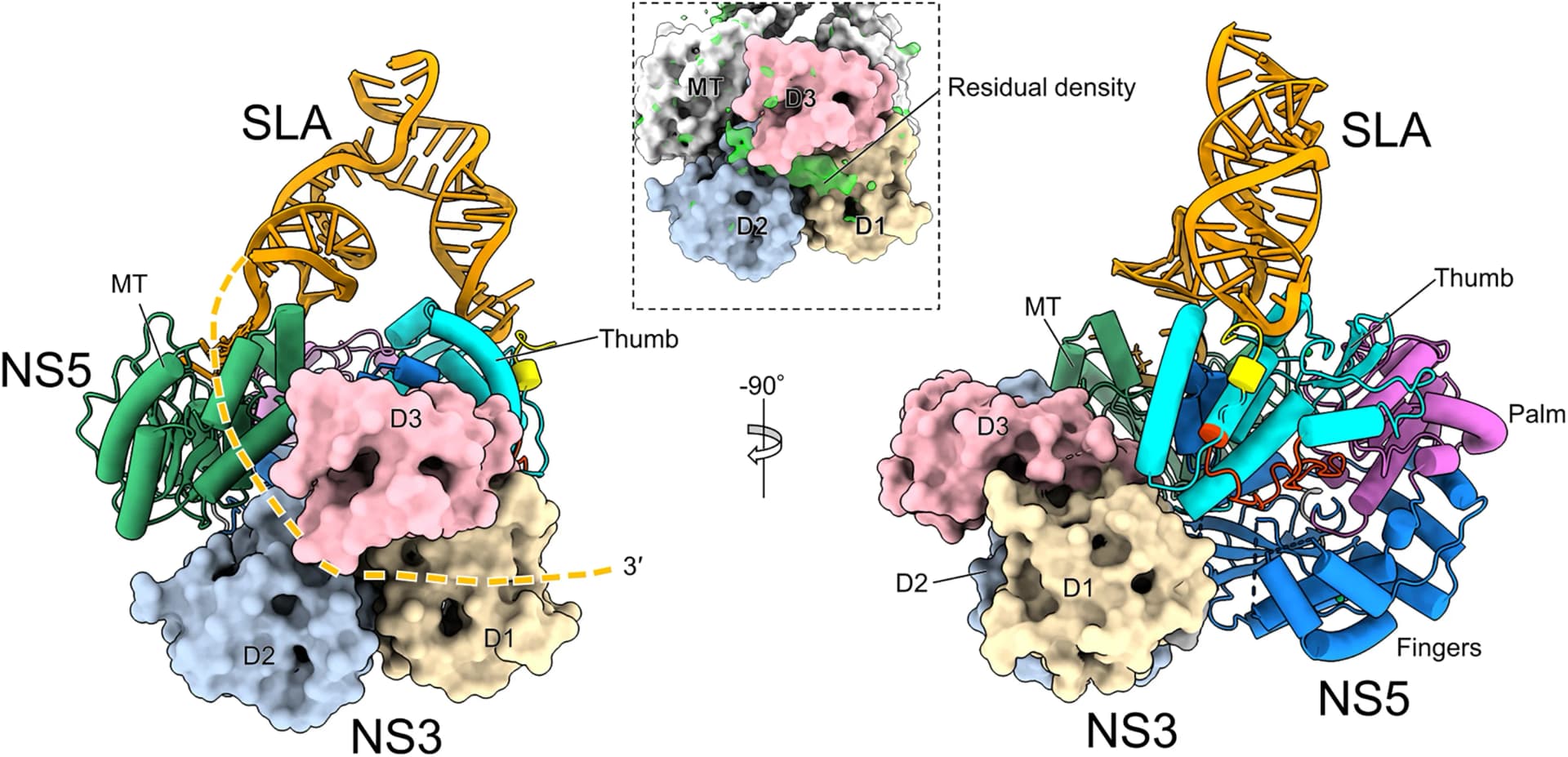 Open access visualization of Protein Structure, NS5, NS3, Ribbon Model, Surface Model