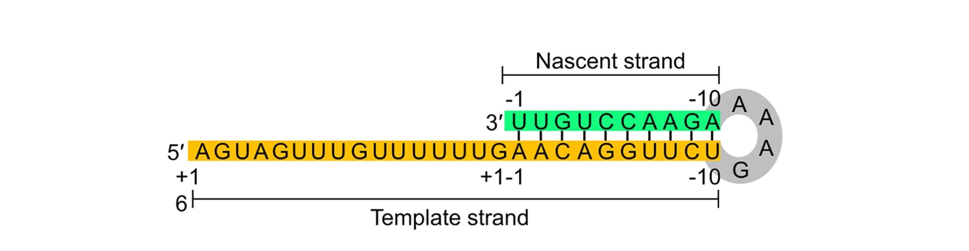 Open access visualization of Illustration, RNA, Elongation Complex, Secondary Structure