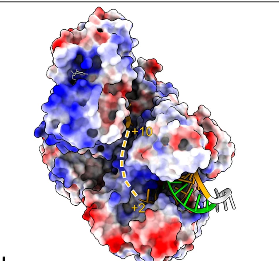 Open access visualization of Protein Structure, Basic Channel, NS3, NS5, Elongation Complex