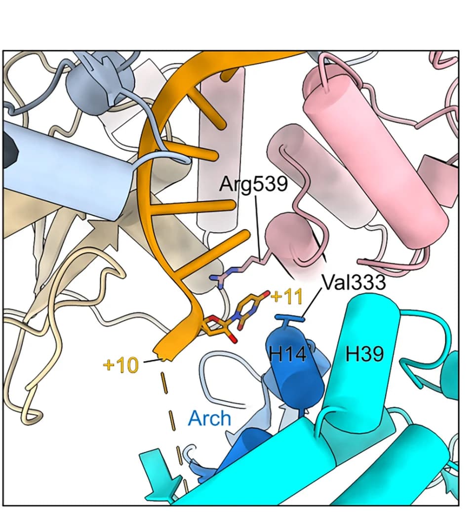 Open access visualization of Protein Structure, Chemical Structure, U6, NS3, Arch