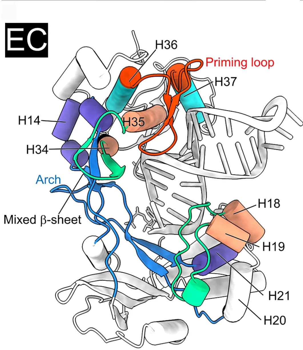 Open access visualization of Protein Structure, Chemical Structure, Fingers Subdomain, Thumb Subdomain, Elongation Complex