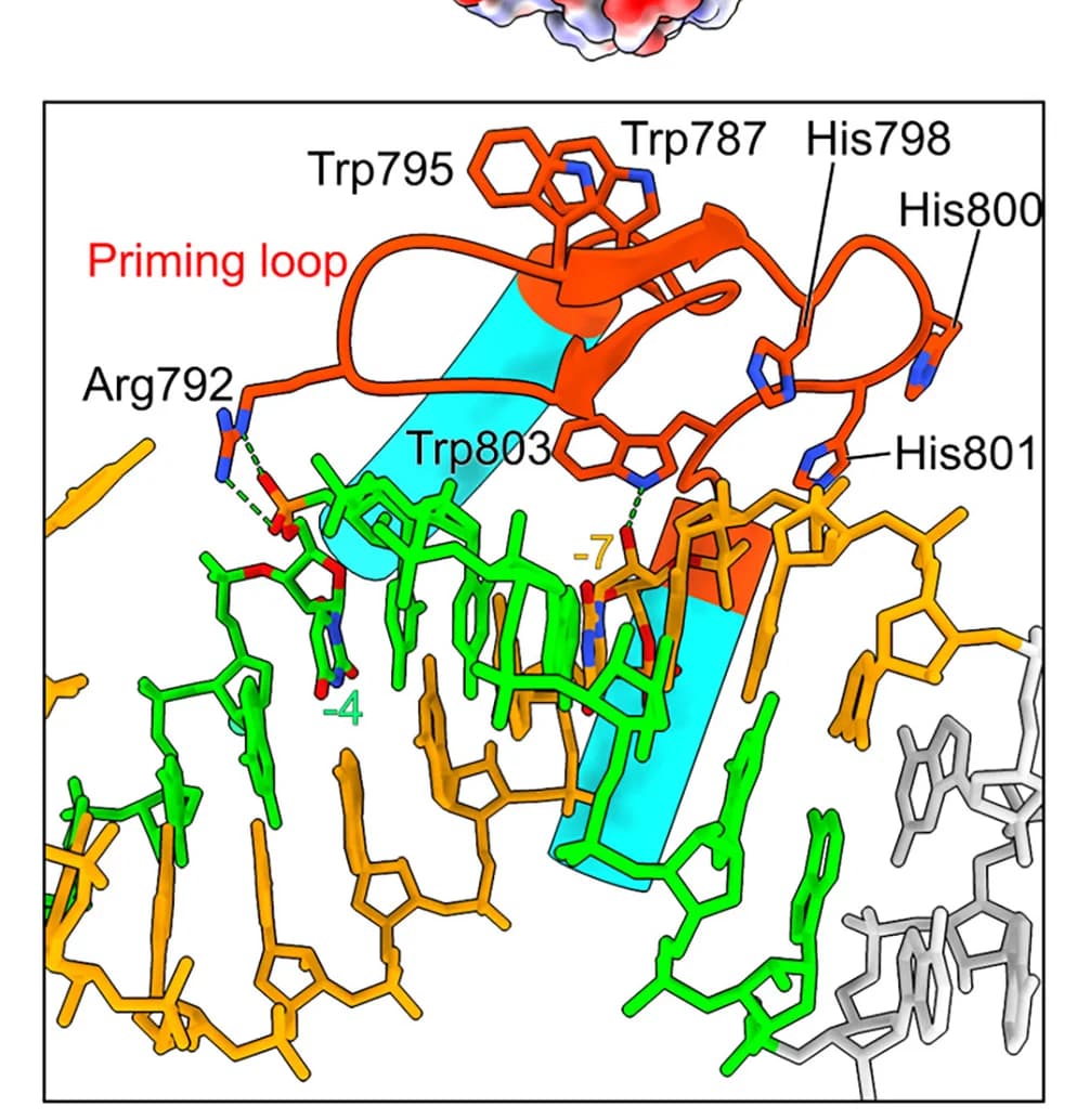 Open access visualization of Protein Structure, Chemical Structure, dsRNA, Priming Loop, Recognition