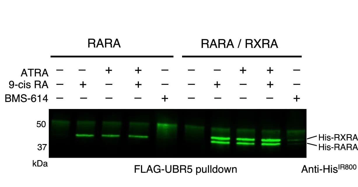 Open access visualization of Gel, Western Blot, FLAG-UBR5, Pull-Down Assay, RARA