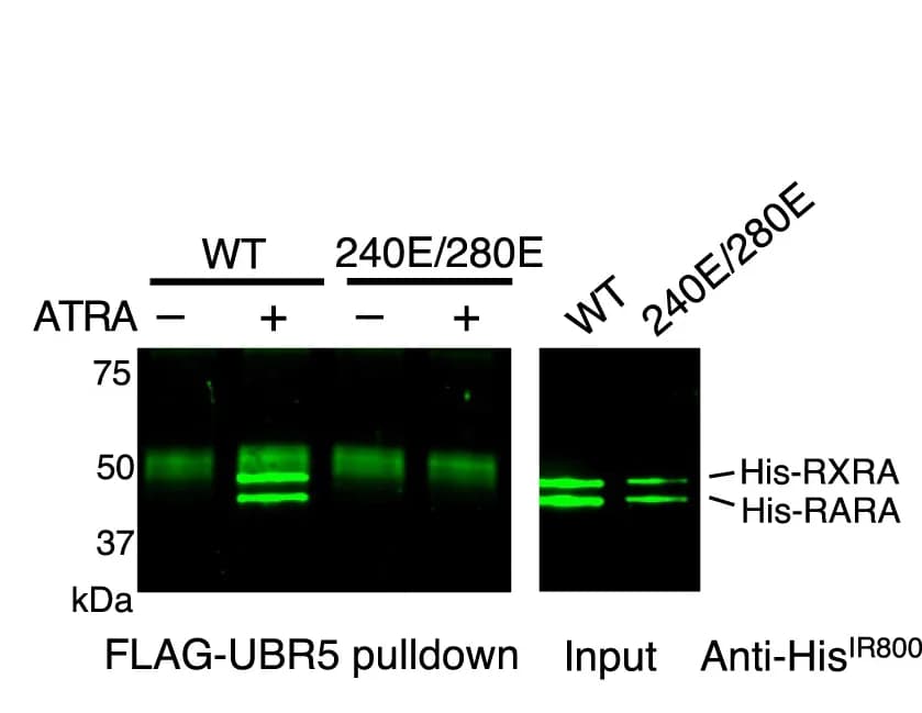 Open access visualization of Gel, Western Blot, FLAG-UBR5, RARA/RXRA Heterodimer, Hydrophobic Cleft