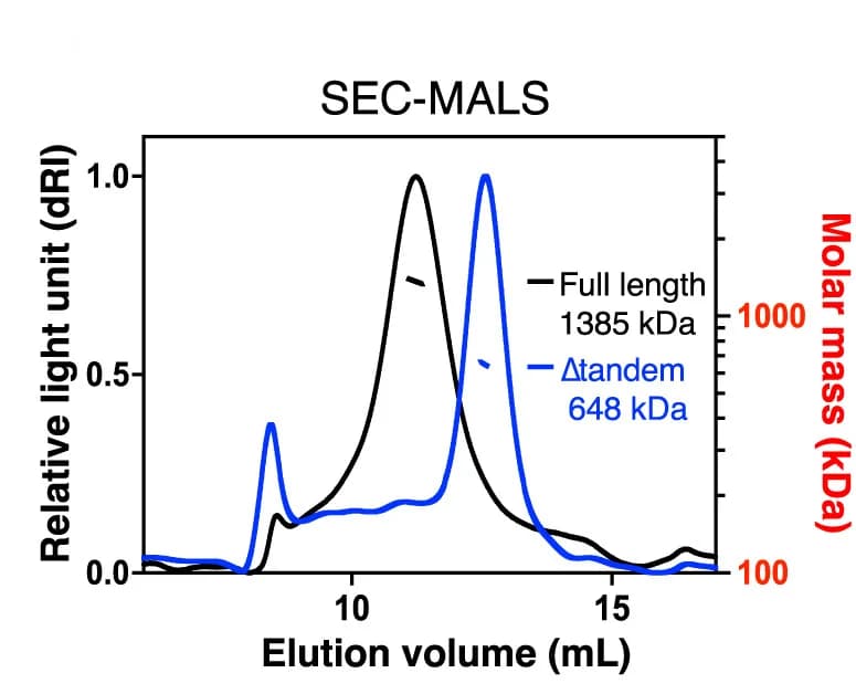 Open access visualization of Line Plot, SEC-MALS, Size-exclusion, Full-length UBR5, UBR5 variant