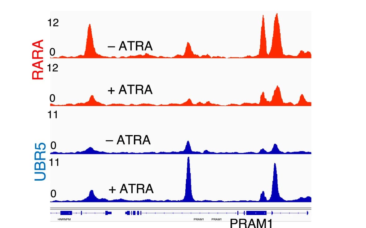Open access visualization of Line Plot, ChIP-seq, RARA, UBR5, ATRA