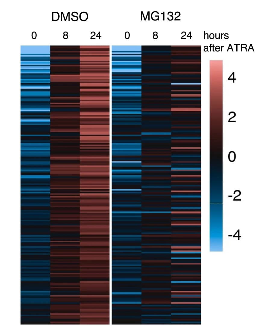 Open access visualization of Heatmap, RNA Sequencing, NB4 Cells, MG132, DMSO