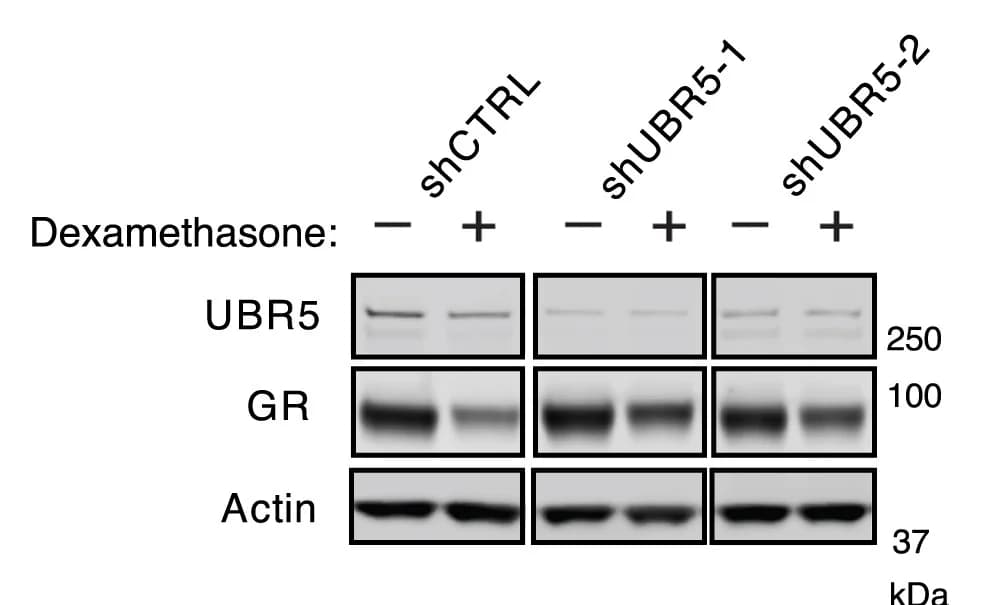Open access visualization of Gel, Western blots, A549 Cells, shRNAs, Luciferase