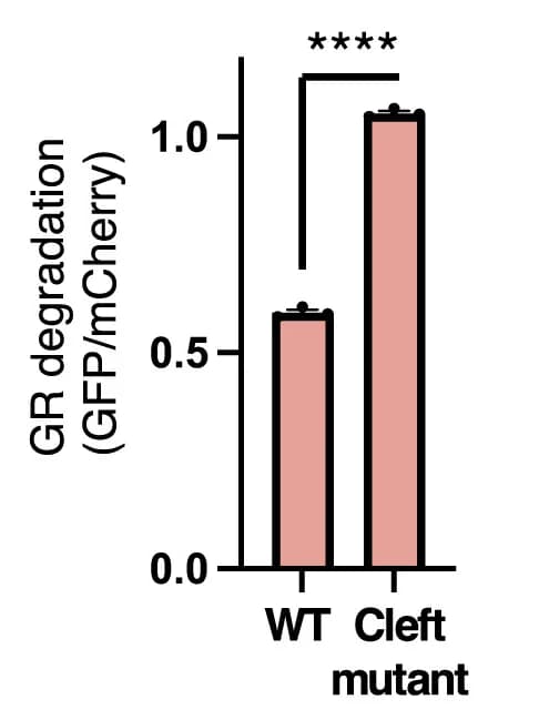 Open access visualization of Bar Plot, Error Bars, Reporter degradation, GFP-GR reporter, Hydrophobic cleft mutant