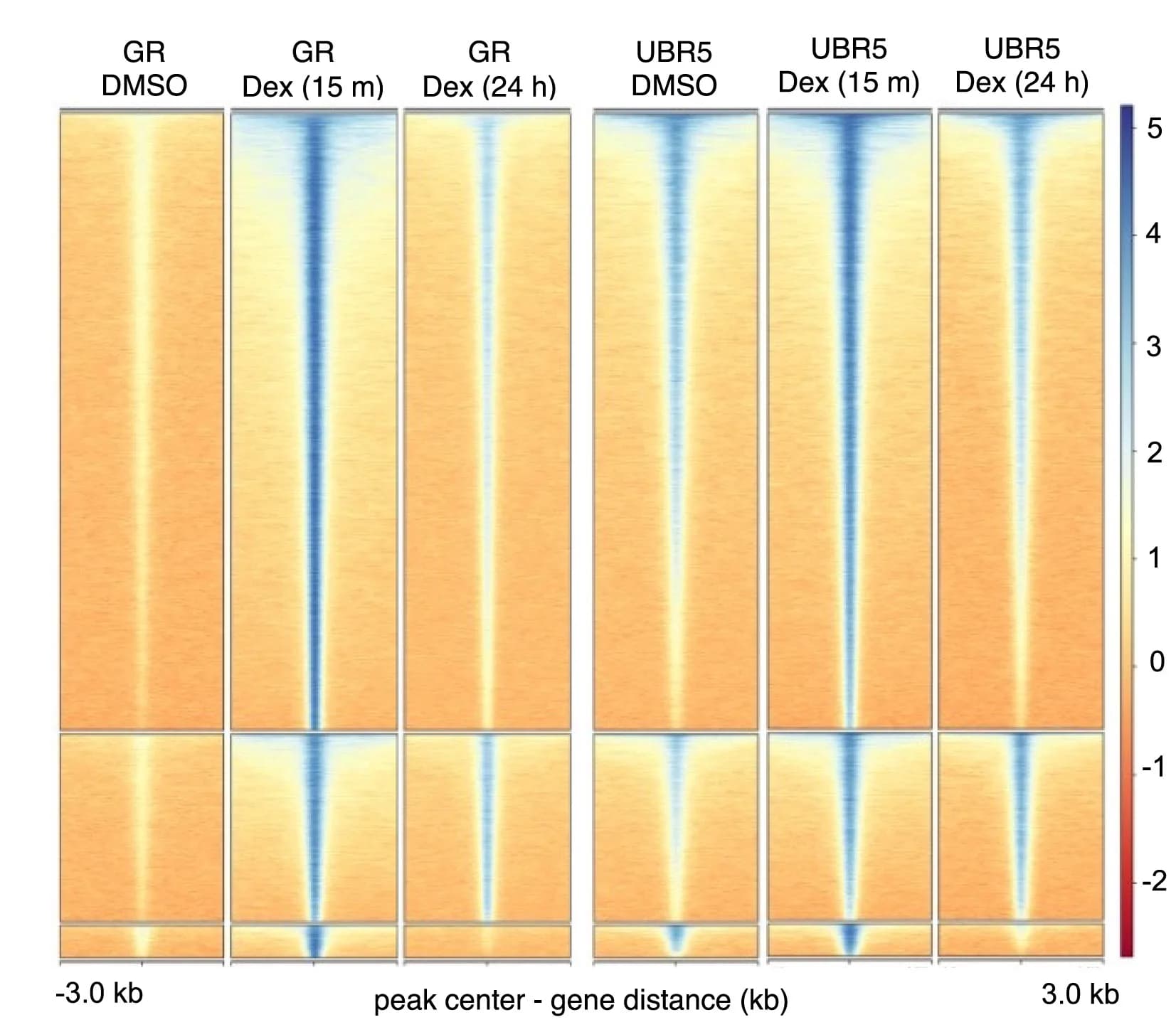 Open access visualization of Heatmap, Tornado plots, Chromatin immunoprecipitation sequencing, ChIP-seq, GR
