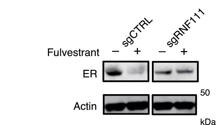 Open access visualization of Gel, Western Blots, T47D Cells, sgRNAs, RNF111