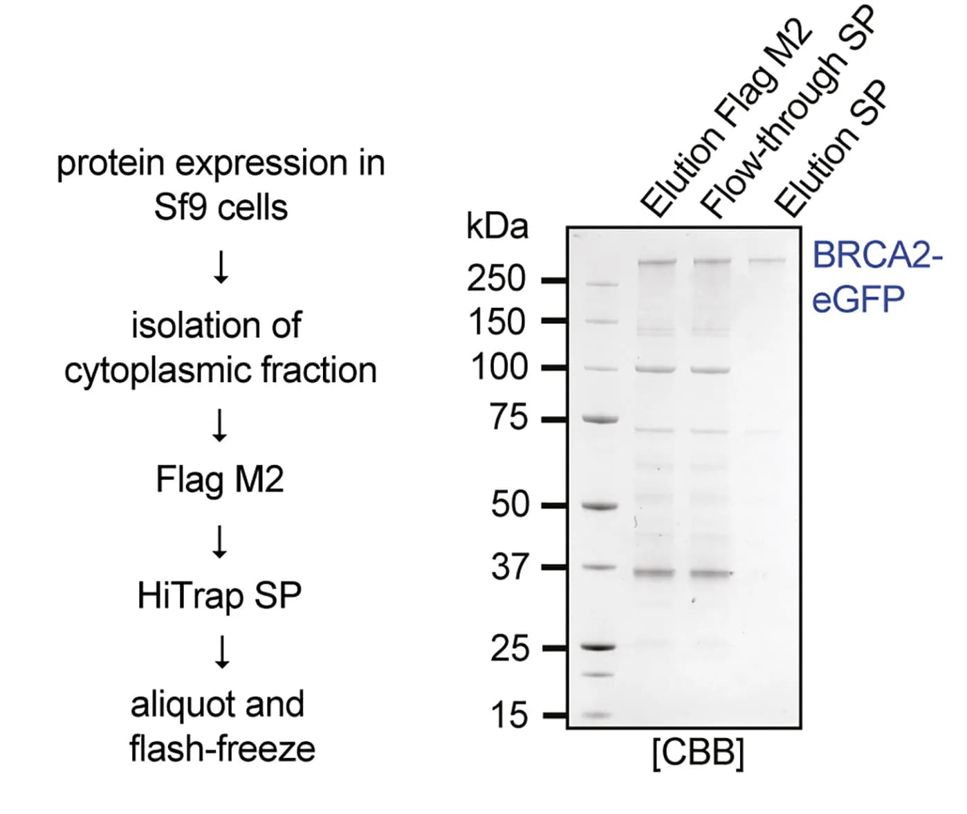 Open access visualization of Gel, Workflow, BRCA2-eGFP, Protein Purification