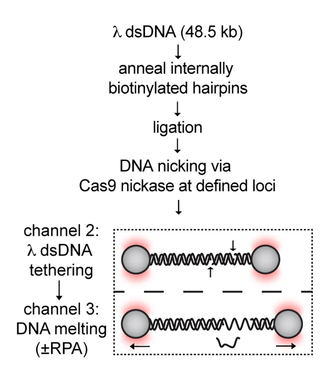 Open access visualization of Workflow, Flowchart, Illustration, Gapped DNA, DNA Substrates