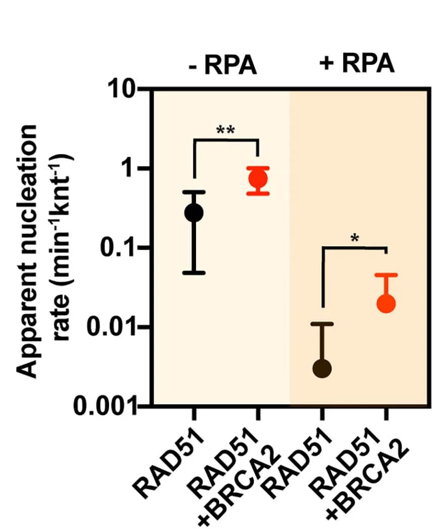 Open access visualization of Scatter Plot, Error Bars, RAD51(A647), Nucleation Rates, Quantification