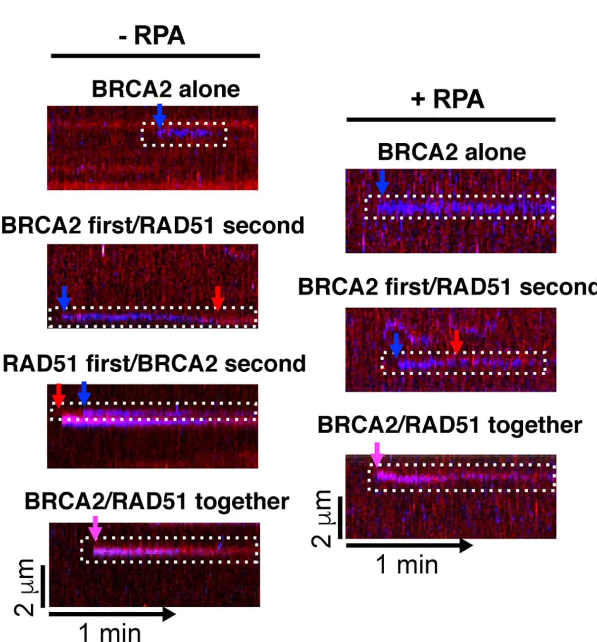 Open access visualization of Microscopy, BRCA2-eGFP, RAD51