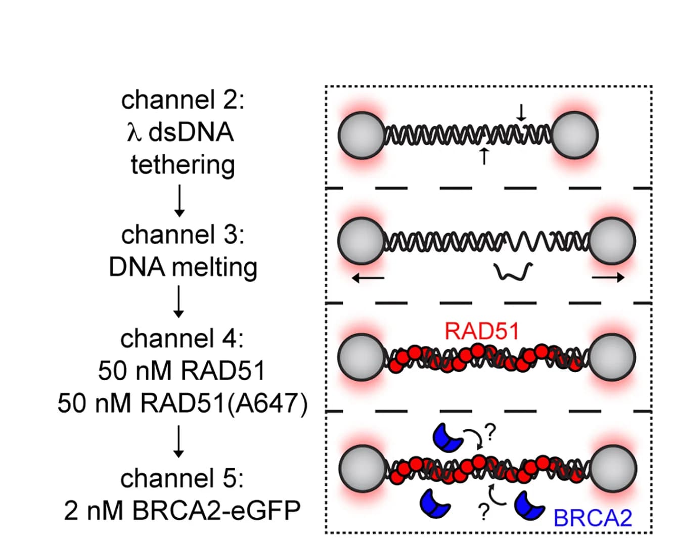 Open access visualization of Workflow, Flowchart, Illustration, RAD51, gDNA
