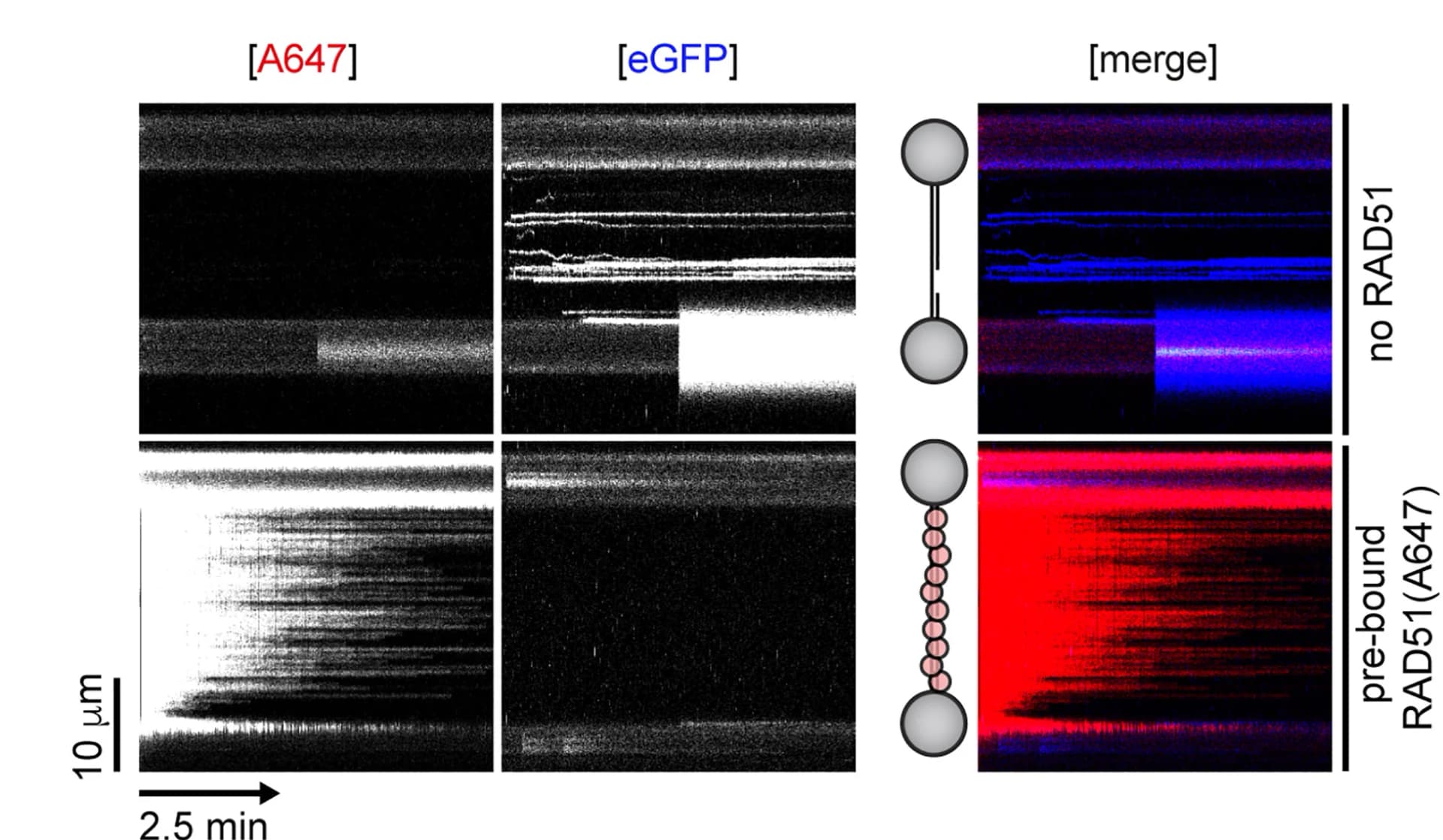 Open access visualization of Microscopy, Illustration, Kymographs, BRCA2-eGFP, gDNA
