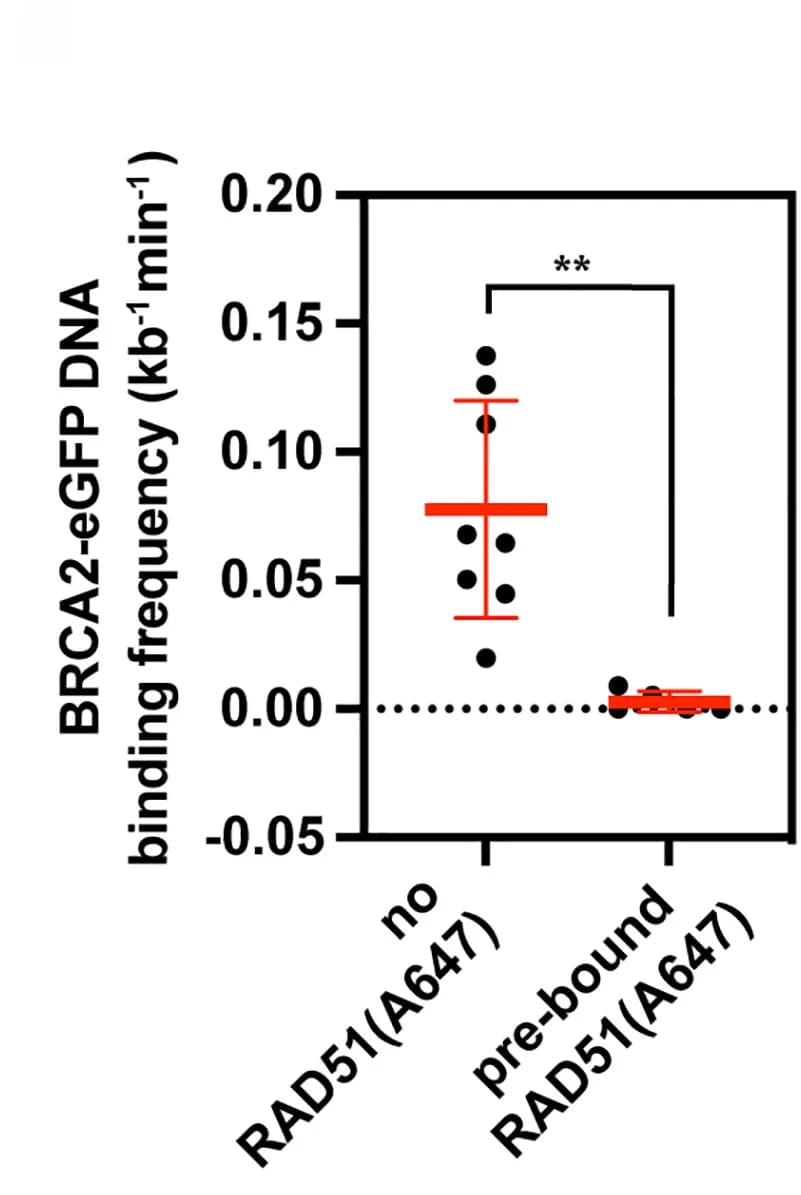 Open access visualization of Scatter Plot, Error Bars, BRCA2, gDNA, RAD51