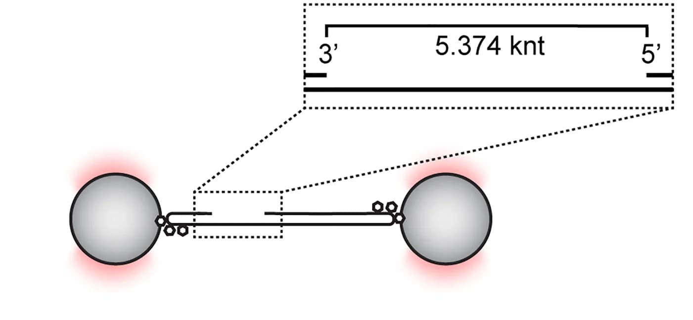 Open access visualization of Illustration, ssDNA, dsDNA