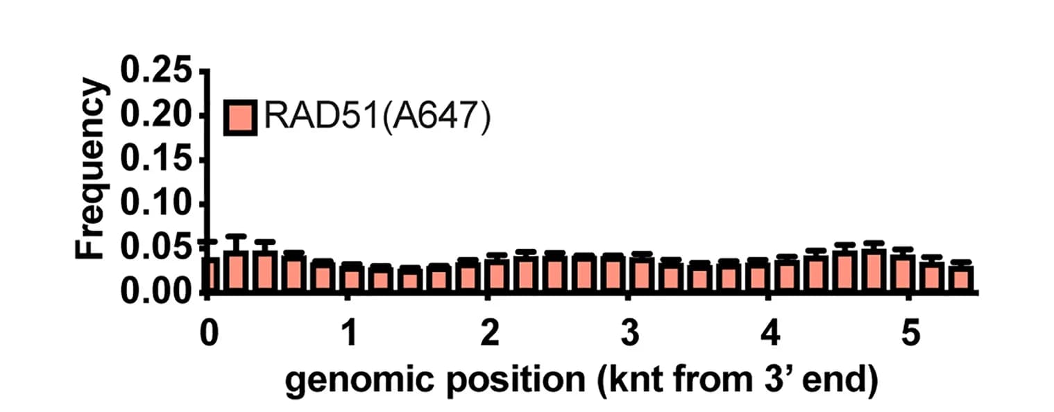 Open access visualization of Bar Plot, Error Bars, RAD51, ssDNA, Binding