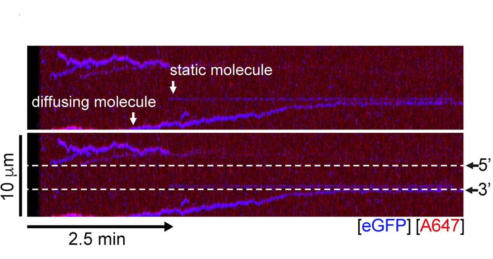 Open access visualization of Microscopy, Kymograph, BRCA2-RAD51 complexes, ssDNA, ds-ssDNA junction