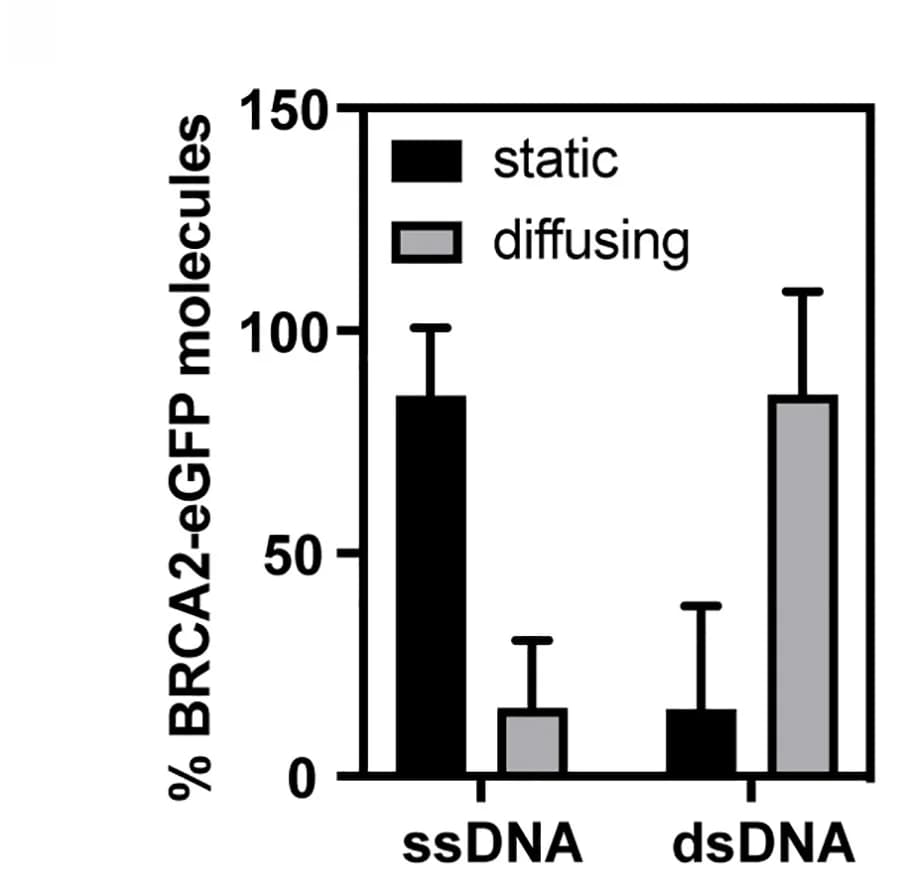 Open access visualization of Bar Plot, Error Bars, Clustered, BRCA2-eGFP molecules, ssDNA