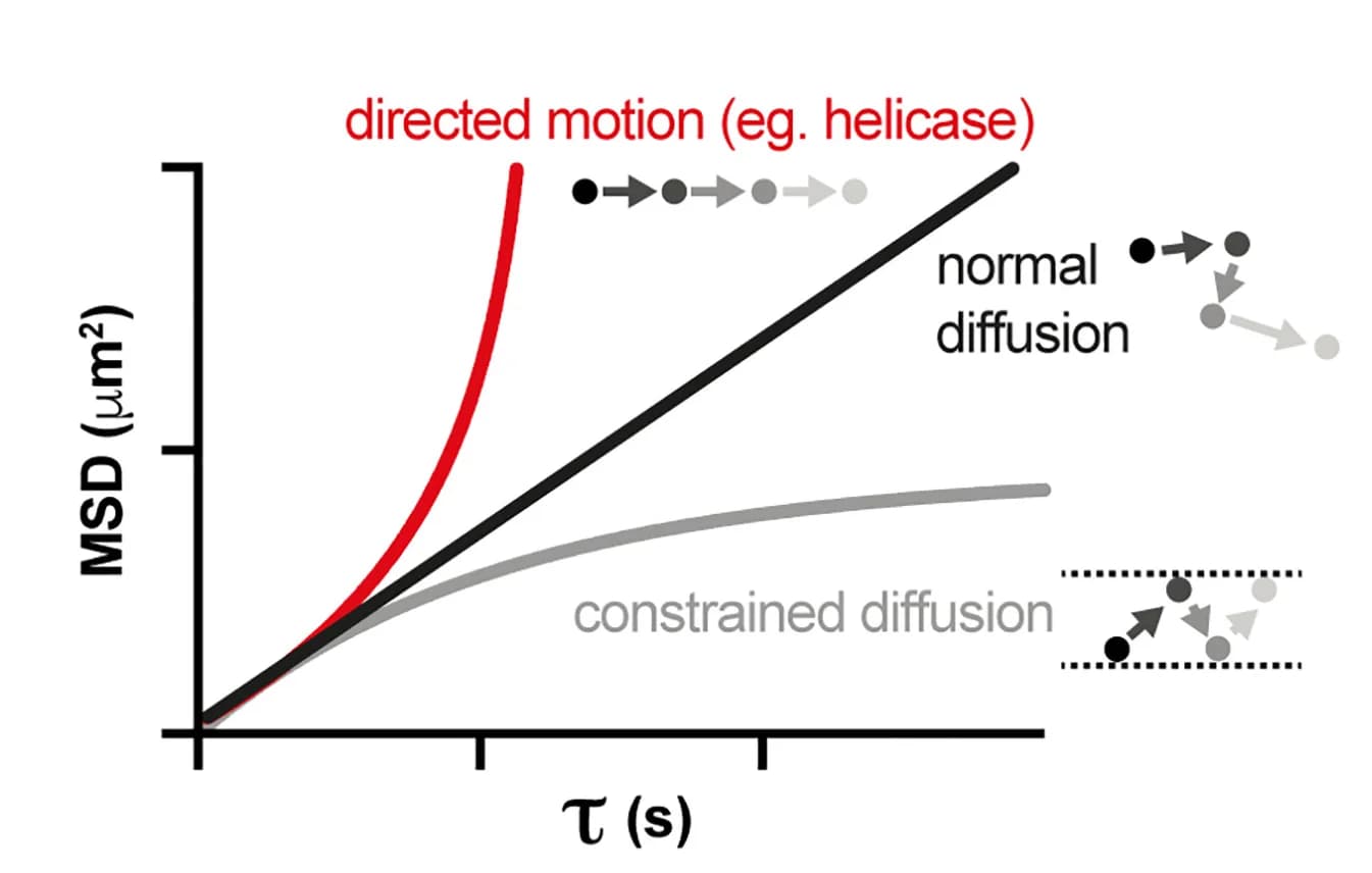 Open access visualization of Line Plot, Mean Square Displacement, MSD, particle movement