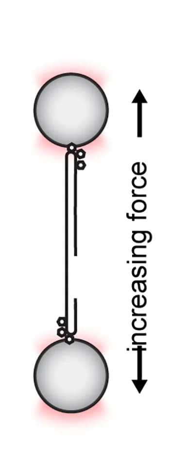 Open access visualization of Illustration, Force-pulling experiment, Optical Trap, gDNA