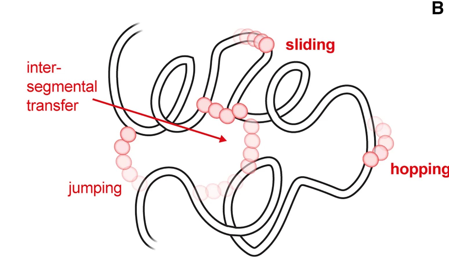 Open access visualization of Illustration, Workflow, DNA-binding proteins, Ionic strength, Diffusion coefficient