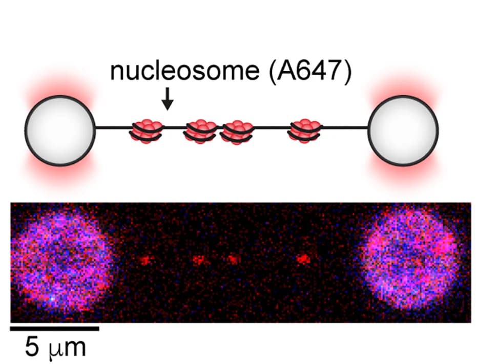 Open access visualization of Microscopy, Illustration, Chromatinized DNA, Nucleosomes, Alexa Fluor 647