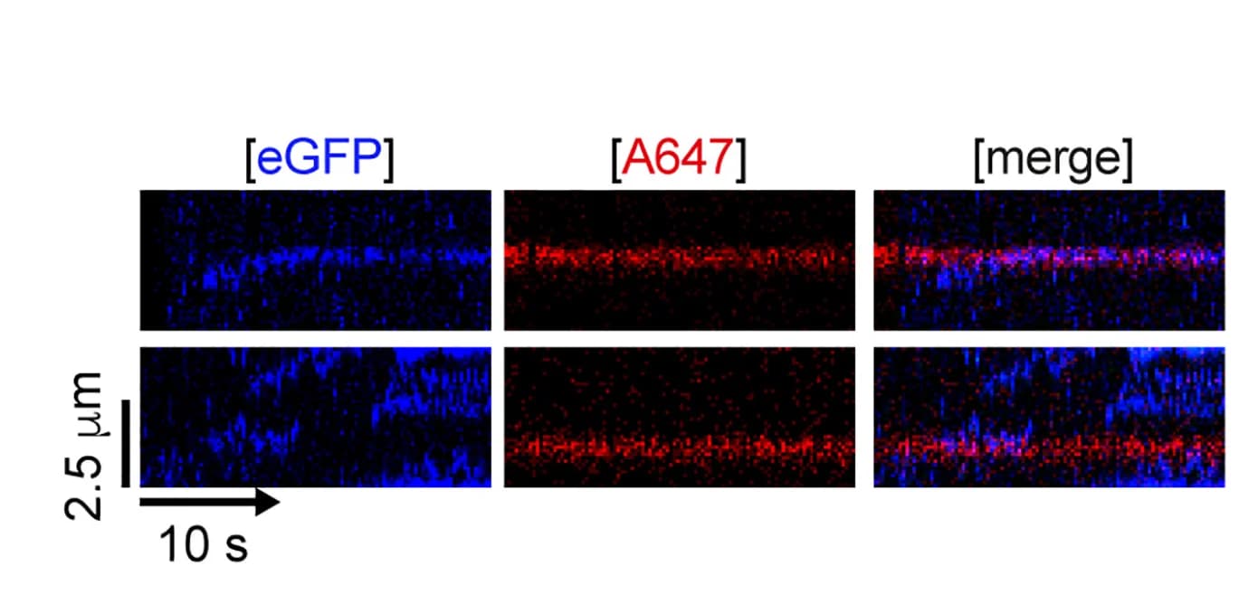 Open access visualization of Microscopy, Kymographs, BRCA2/RAD51 complex, Nucleosomes, BRCA2-eGFP