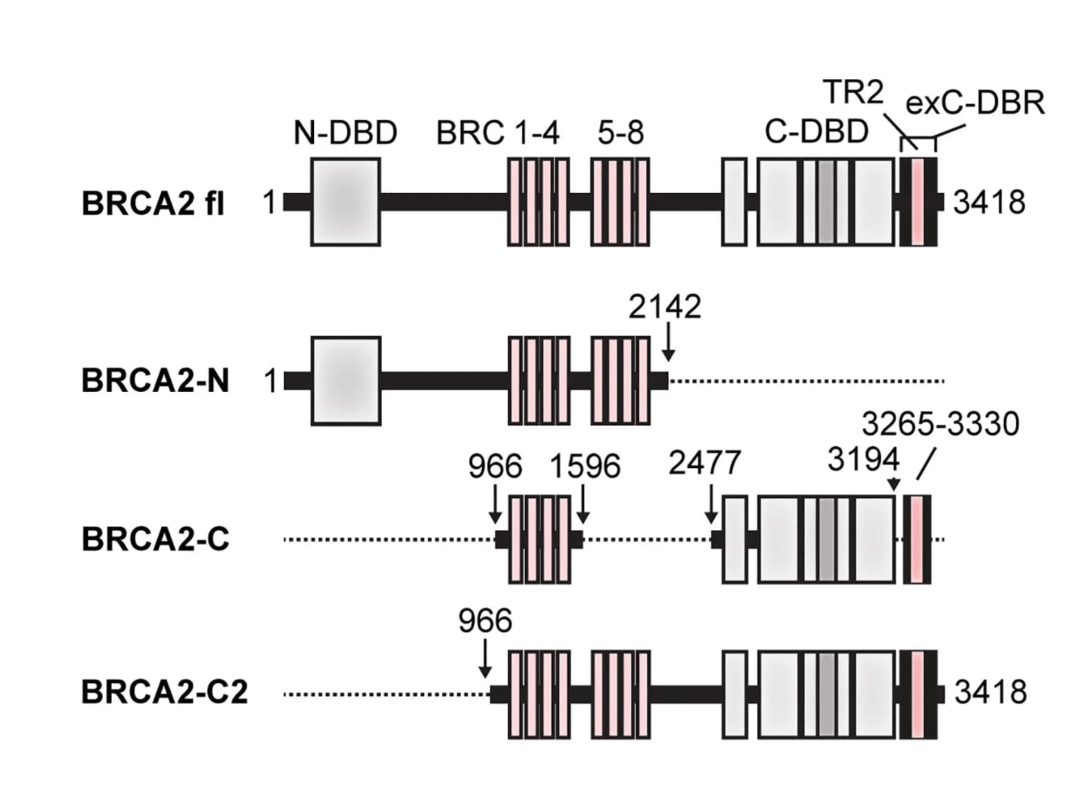 Open access visualization of Illustration, BRCA2, Deletion Mutants, DNA, RAD51